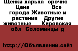 Щенки харька! срочно. › Цена ­ 5 000 - Все города Животные и растения » Другие животные   . Кировская обл.,Соломинцы д.